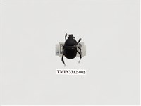 藏品(角圓金龜)的圖片